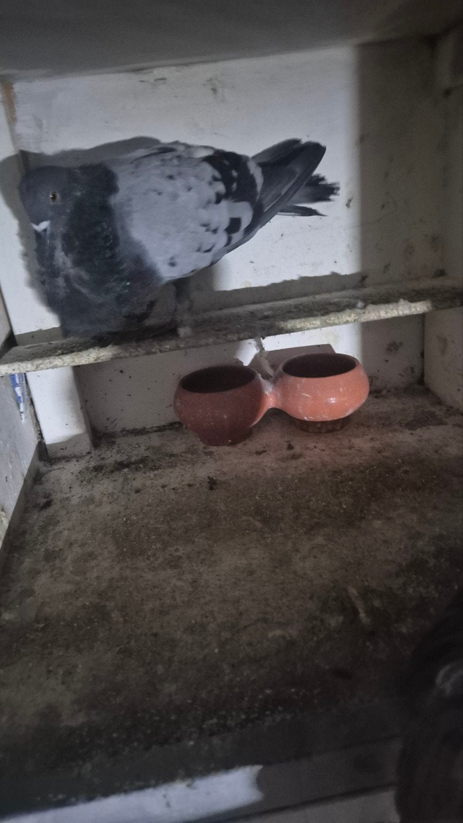 roek doffer, Mannelijk, Kropper