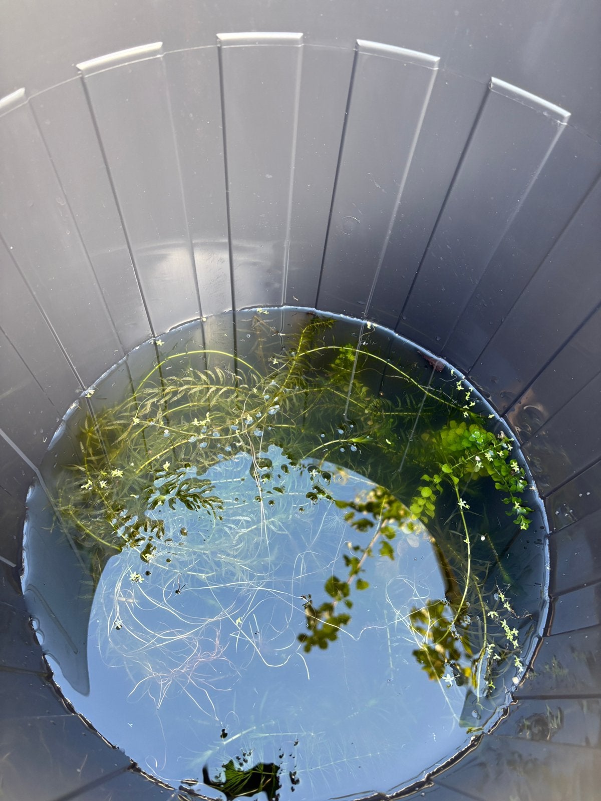 Bak met minstens 37 endlers (guppy) gratis op te halen, Dieren en Toebehoren, Vis