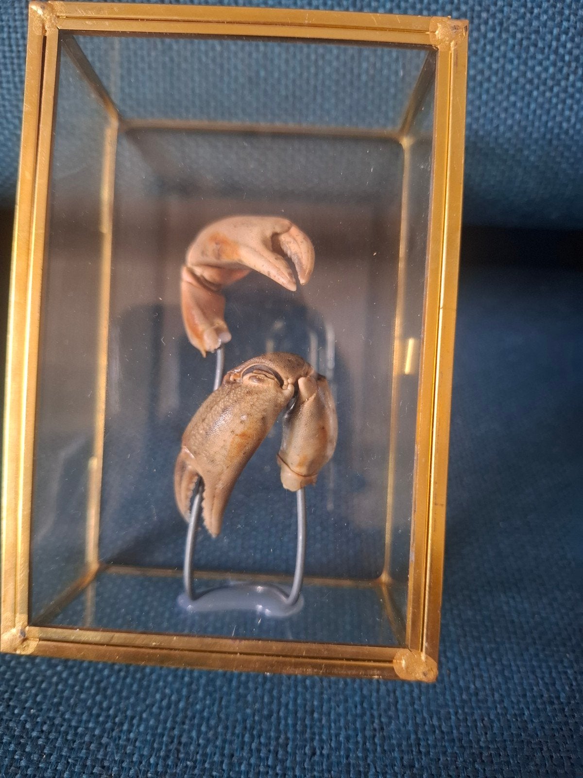 Krabbenklauwen in vitrine - Curiosa, Ophalen of Verzenden, Gebruikt