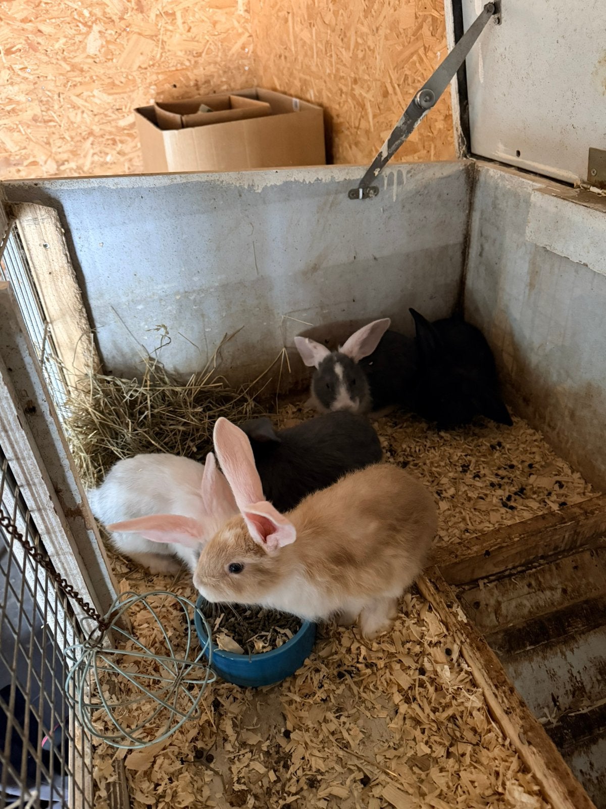 Duitse reus x duitse hangoor, Meerdere dieren, Groot, Hangoor