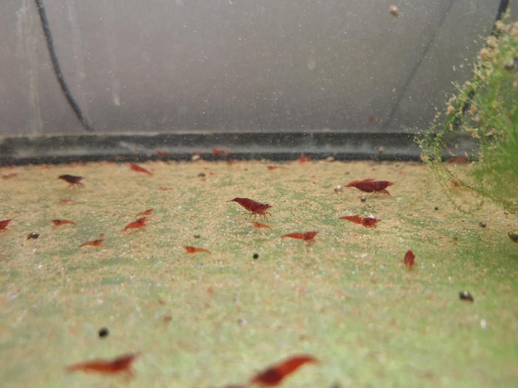 Red shakura / rode garnalen
