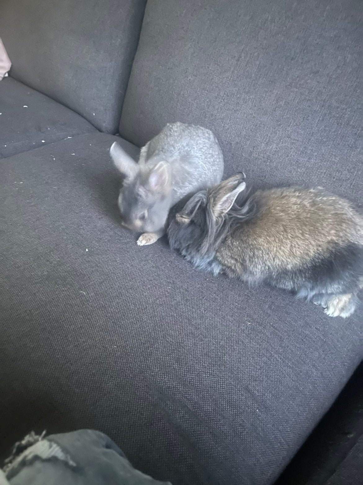 Baby konijntjes 9weken, Dieren en Toebehoren, Meerdere dieren, Dwerg, 0 tot 2 jaar