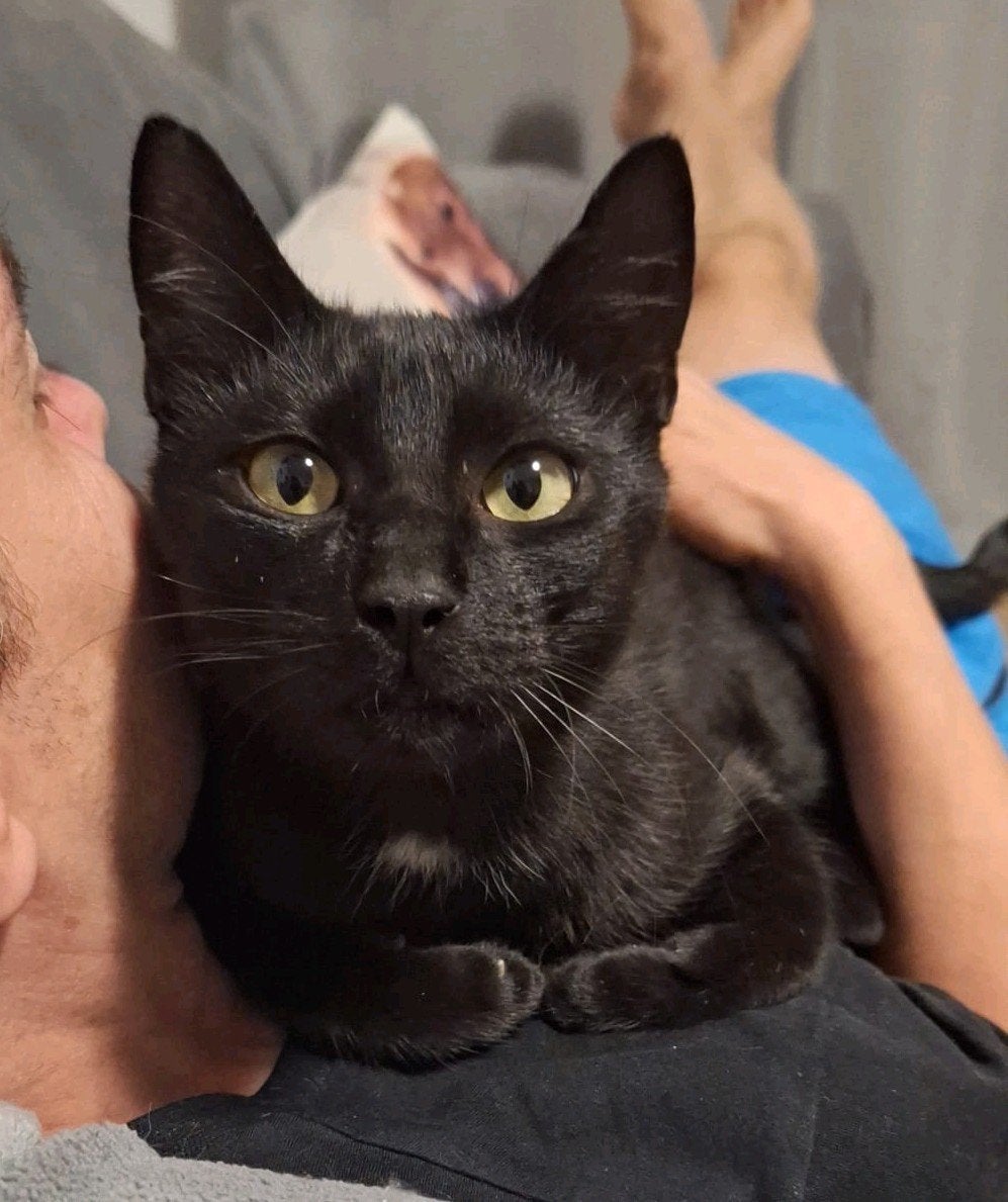 Miau een prachtige zeer aanhankelijke kater, Dieren en Toebehoren, Kater, Kortharig, 3 tot 5 jaar