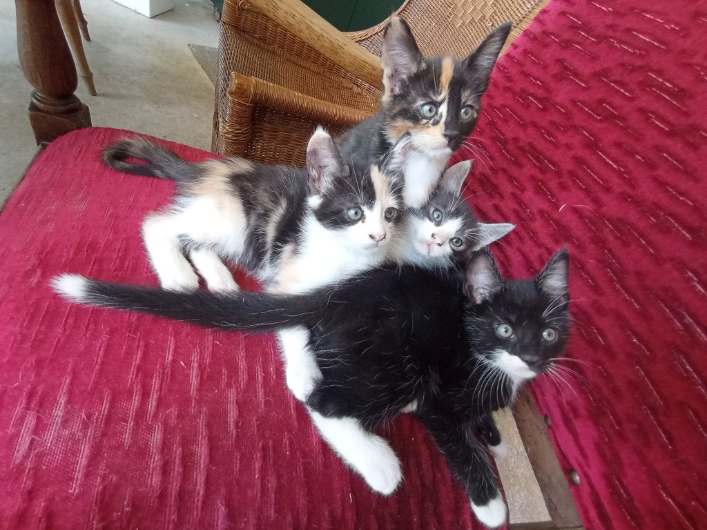 Prachtige Maine Coon x korthaar kittens., Meerdere dieren, Kortharig, 0 tot 2 jaar