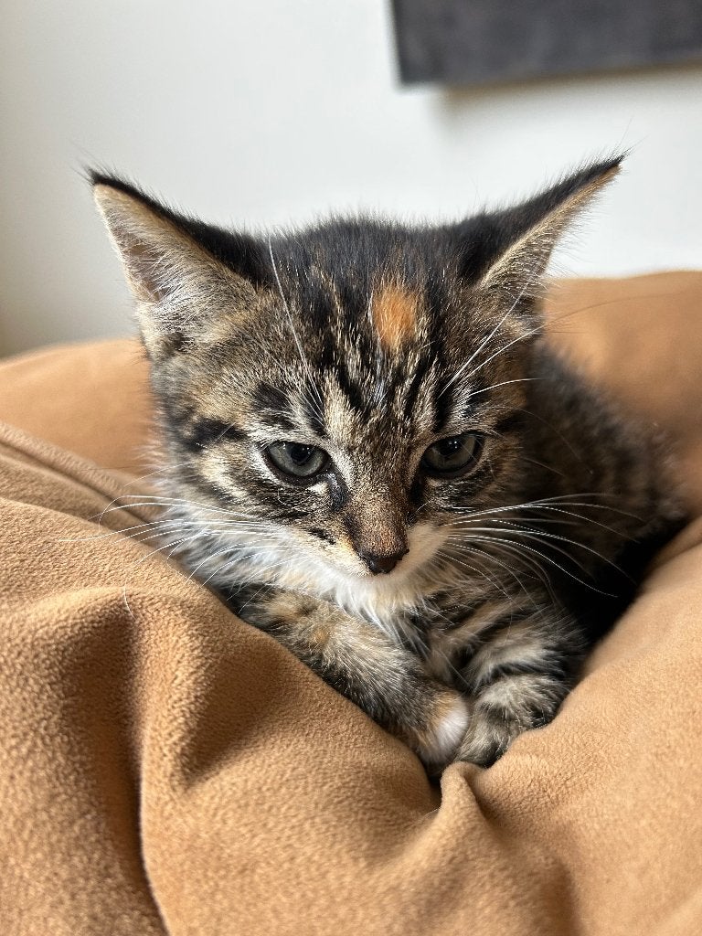 Kittens, Dieren en Toebehoren, Meerdere dieren