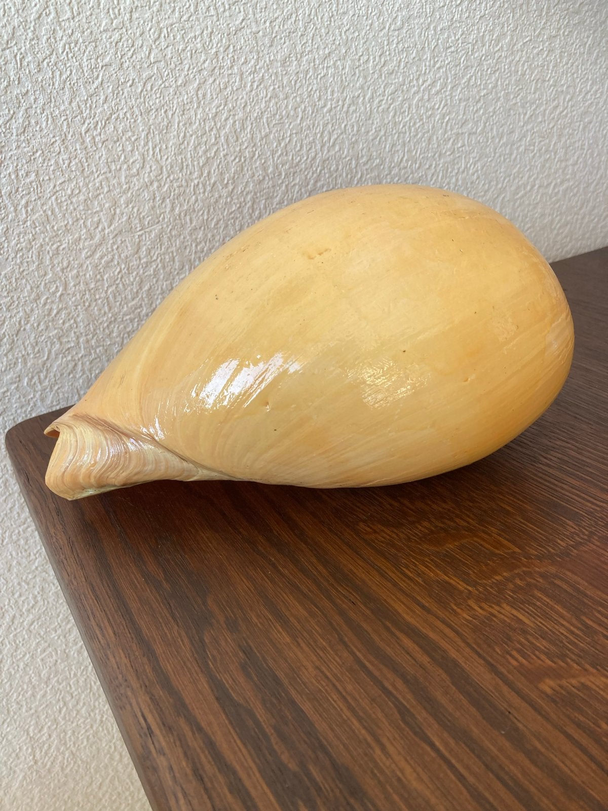 Melo Diadema (meloen of Bailer shell) 24x18cm, Verzamelen, Ophalen of Verzenden, Schelp(en)
