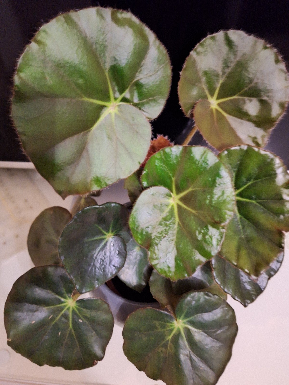 Begonia Erythrophylla - Rode Blad Begonia, Vaste plant, Bloeit niet, Halfschaduw, Ophalen