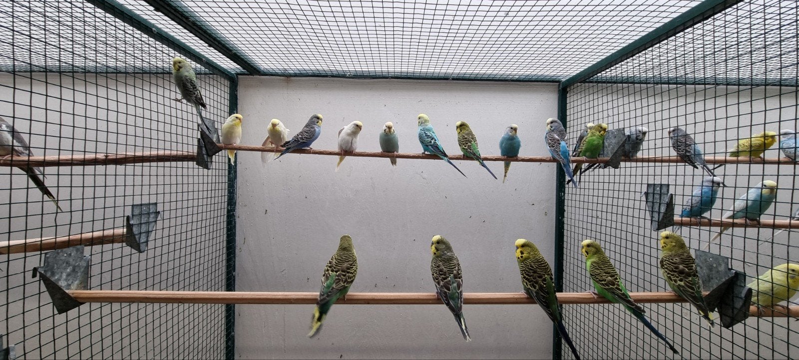 Grasparkieten, Meerdere dieren