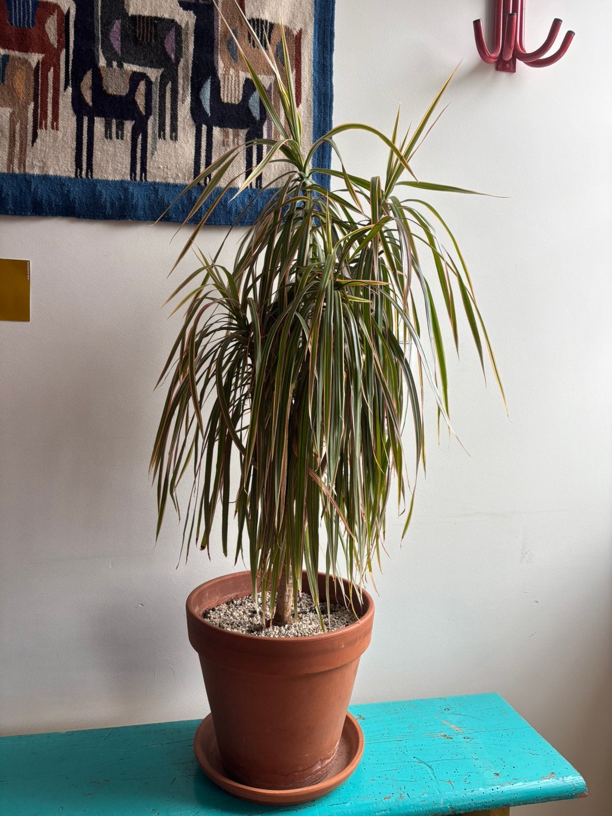 Dracaena drakenplant, Ophalen, Halfschaduw, Minder dan 100 cm