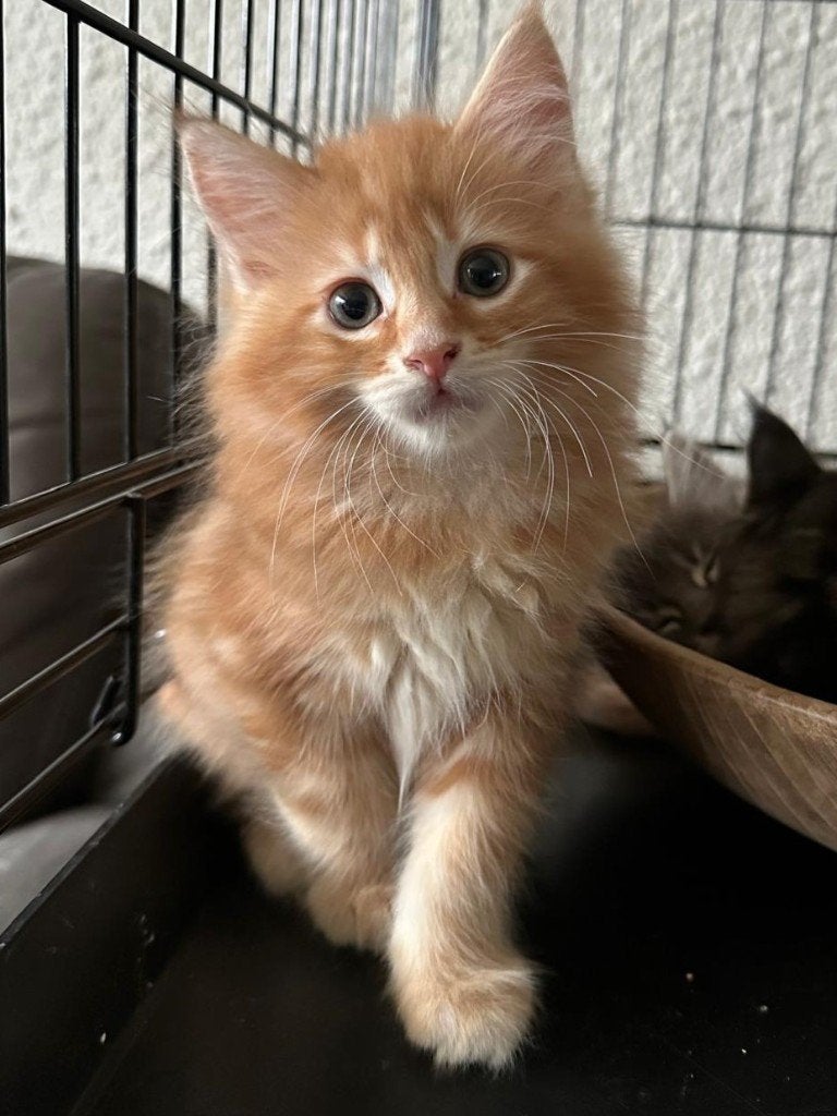Maine coon kittens, Dieren en Toebehoren, Katten en Kittens | Raskatten | Langhaar, Meerdere dieren, Gechipt, 0 tot 2 jaar