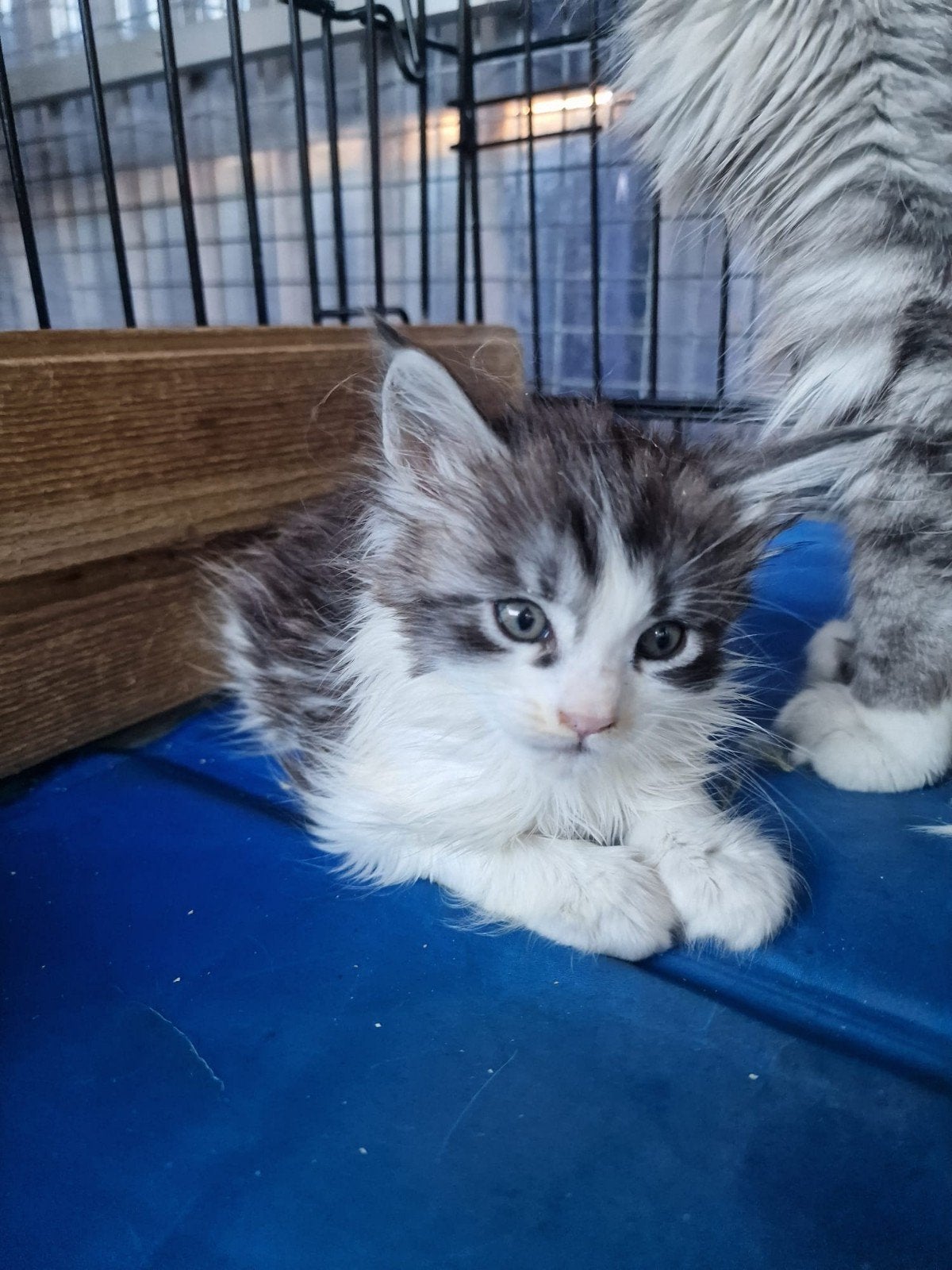 Te koop mooie Maine Coon katertjes., Dieren en Toebehoren, Kater, Ontwormd