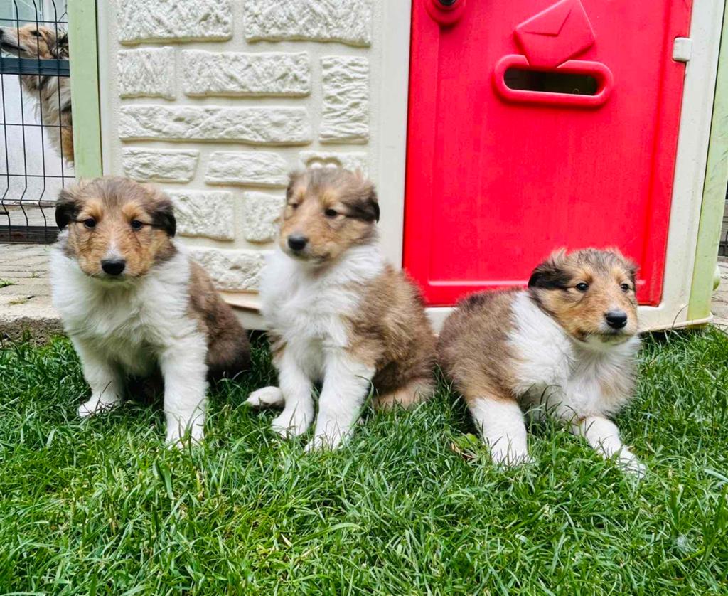 Schotse Collie Lassie Pups, Dieren en Toebehoren, Honden | Herdershonden en Veedrijvers, Parvo, 8 tot 15 weken, Collie, Meerdere