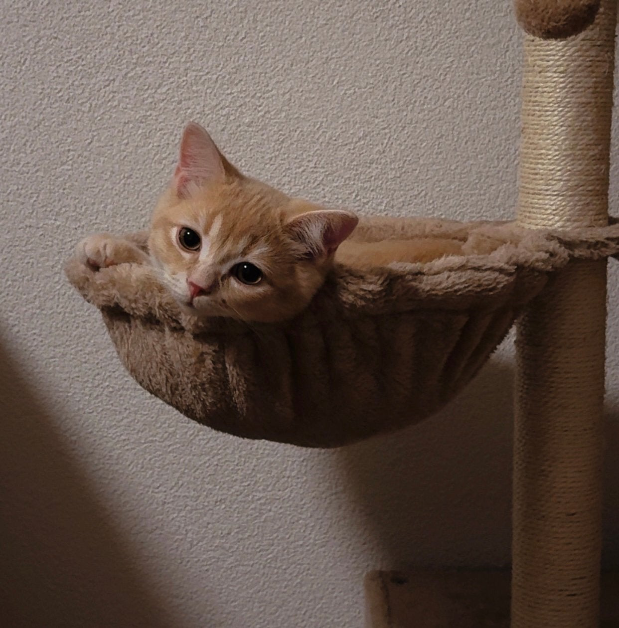 Prachtige Britse Korthaar kitten – cream, Kater, Ontwormd