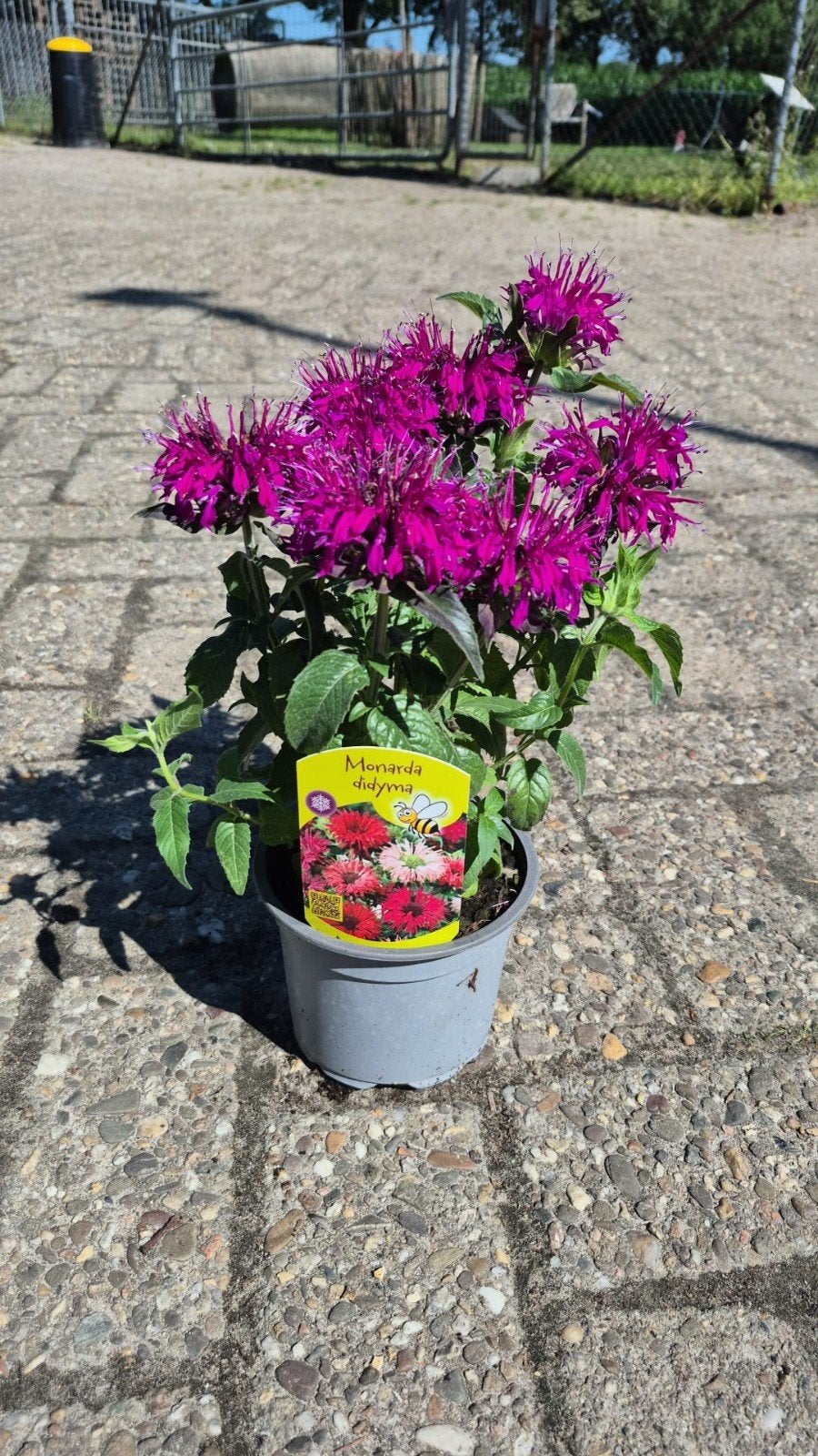 Diverse Monarda planten - Bijen- en vlindervriendelijk, Volle zon, Vaste plant, Zomer, Ophalen
