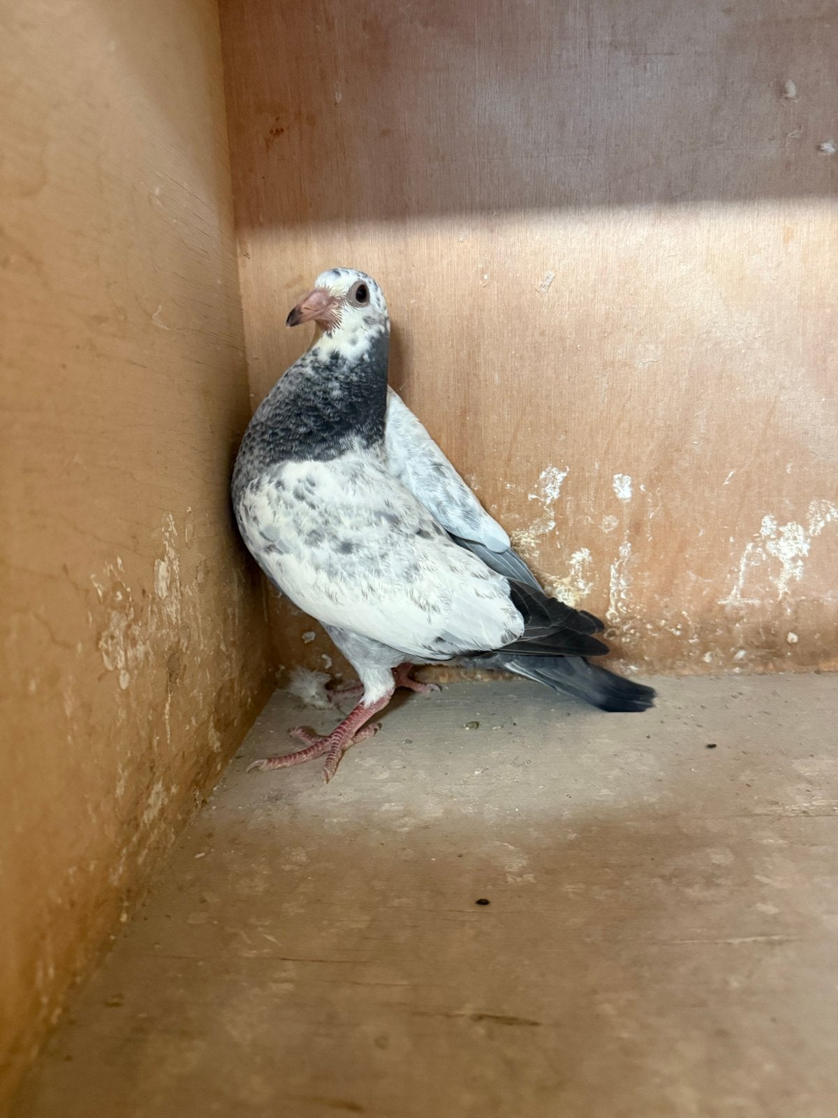 jonge duiven, Dieren en Toebehoren, Meerdere dieren, Postduif