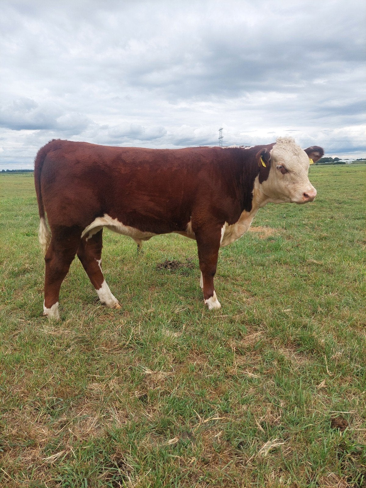 Jonge Hereford stier, Dieren en Toebehoren, Runderen, Mannelijk