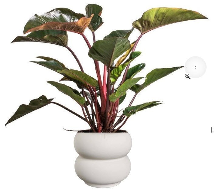Philodendron red beauty op hydrocultuur (optioneel bloempot), Huis en Inrichting, Ophalen, Overige soorten, Halfschaduw, In pot
