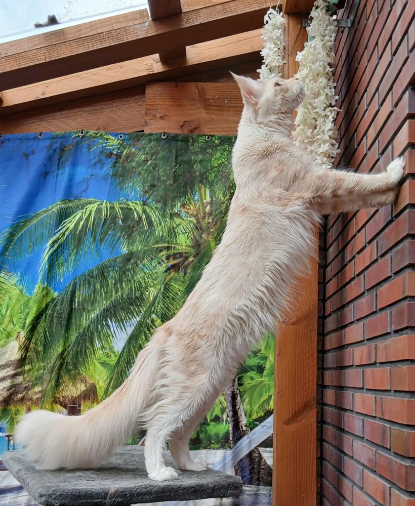 Maine coon dekkater