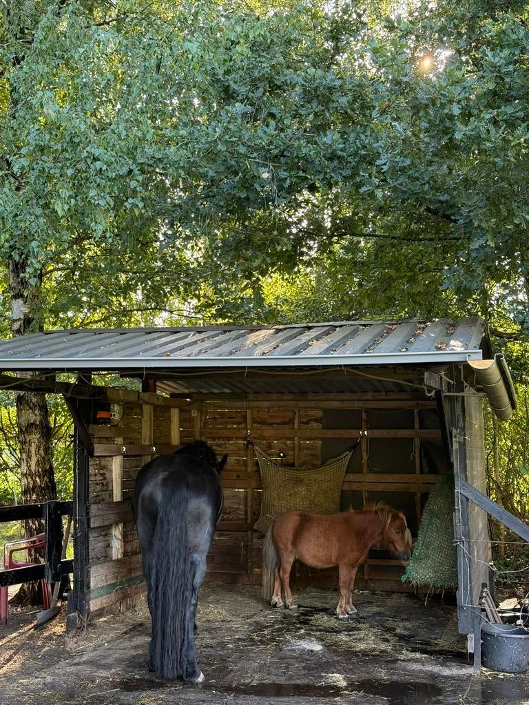 Stalhulp/Hulp met mesten gezocht (betaald), Dieren en Toebehoren, Stalling en Weidegang, Toebehoren, 2 of 3 paarden of pony's