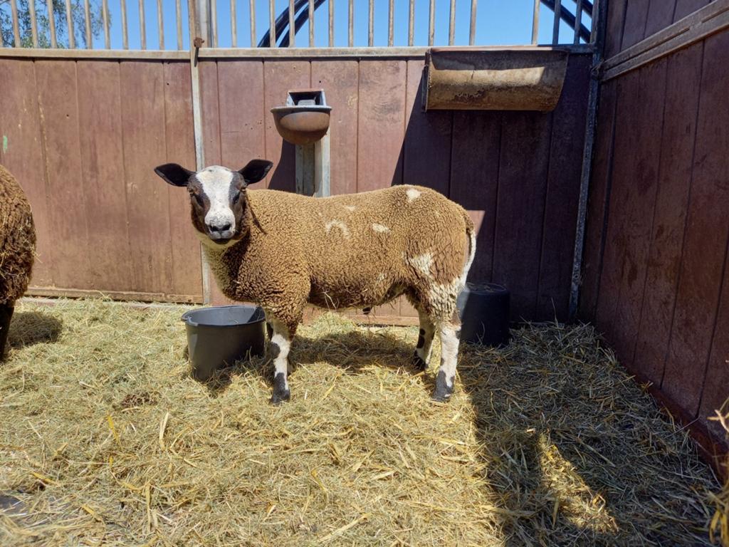 Mooie bonte dekram te koop, Mannelijk, Schaap