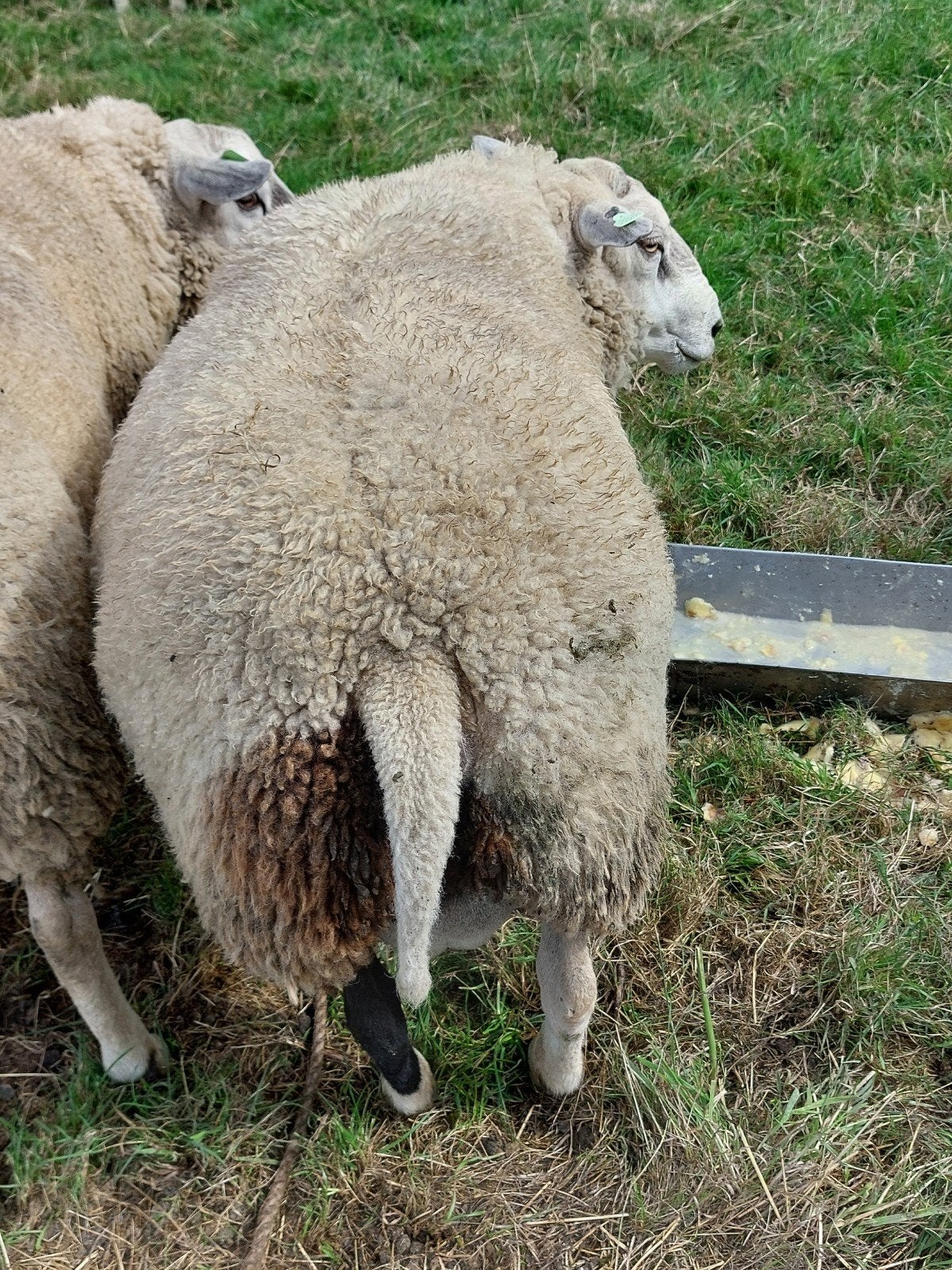 swifter dekram zwoegervrij, Dieren en Toebehoren, Mannelijk, Schaap, 3 tot 5 jaar
