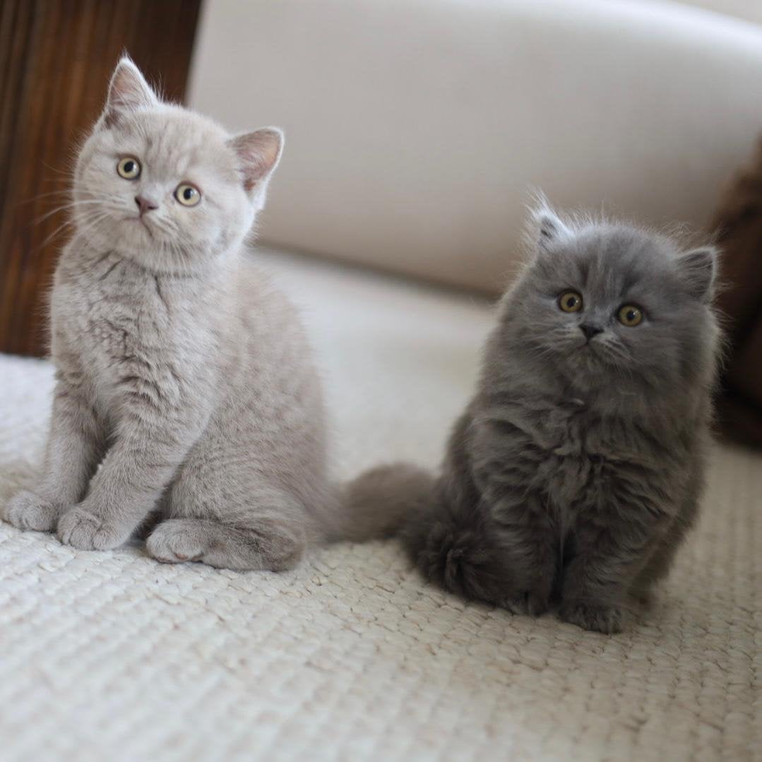 Britse korthaar - nog 2 kittens!, Meerdere dieren, Ontwormd