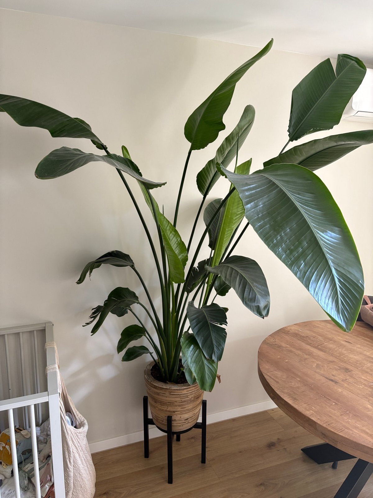 Strelitzia Nicolai - Paradijsvogelplant 210cm hoog, Huis en Inrichting, Kamerplanten, Ophalen, 200 cm of meer, Overige soorten