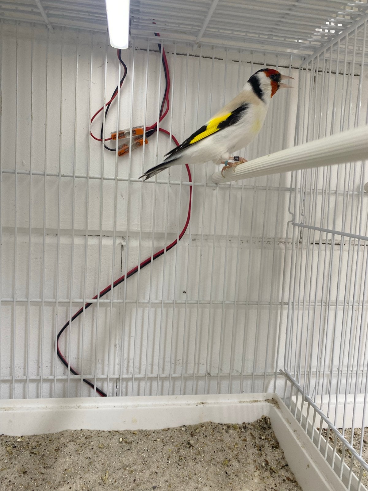 Eumo majoor putters, Dieren en Toebehoren, Meerdere dieren, Wildzangvogel