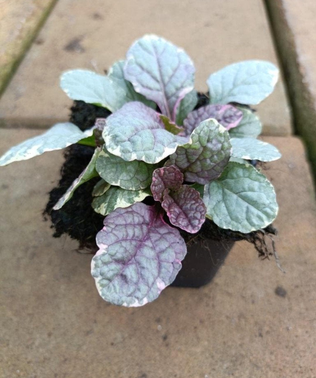 Ajuga reptans 'Burgundy Glow' - Bodembedekker P9, Bodembedekkers, Vaste plant, Ophalen of Verzenden, Halfschaduw