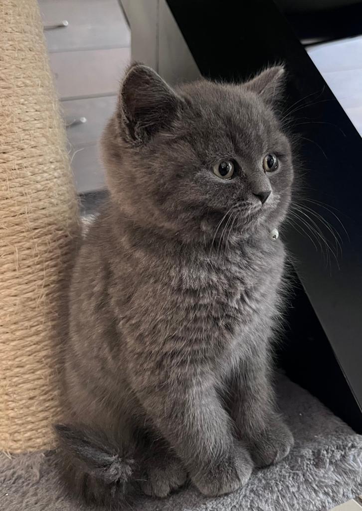 Britse korthaar kitten katertje grijs, Kater, Ontwormd, 0 tot 2 jaar