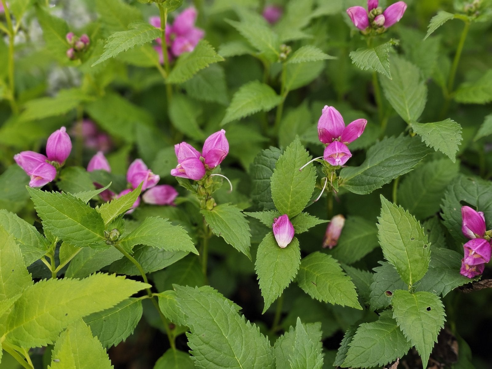 Vaste planten: chelone obliqua, schildpadbloem p9, Tuin en Terras, Planten | Tuinplanten, Vaste plant, Halfschaduw, Zomer, Ophalen