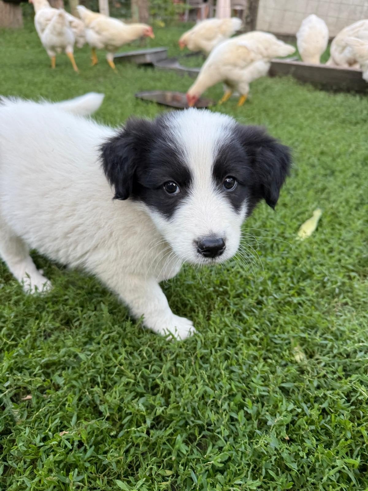 Puppy's ter adoptie Kleinblijvend, Particulier, 15 weken tot 1 jaar, Buitenland, Parvo