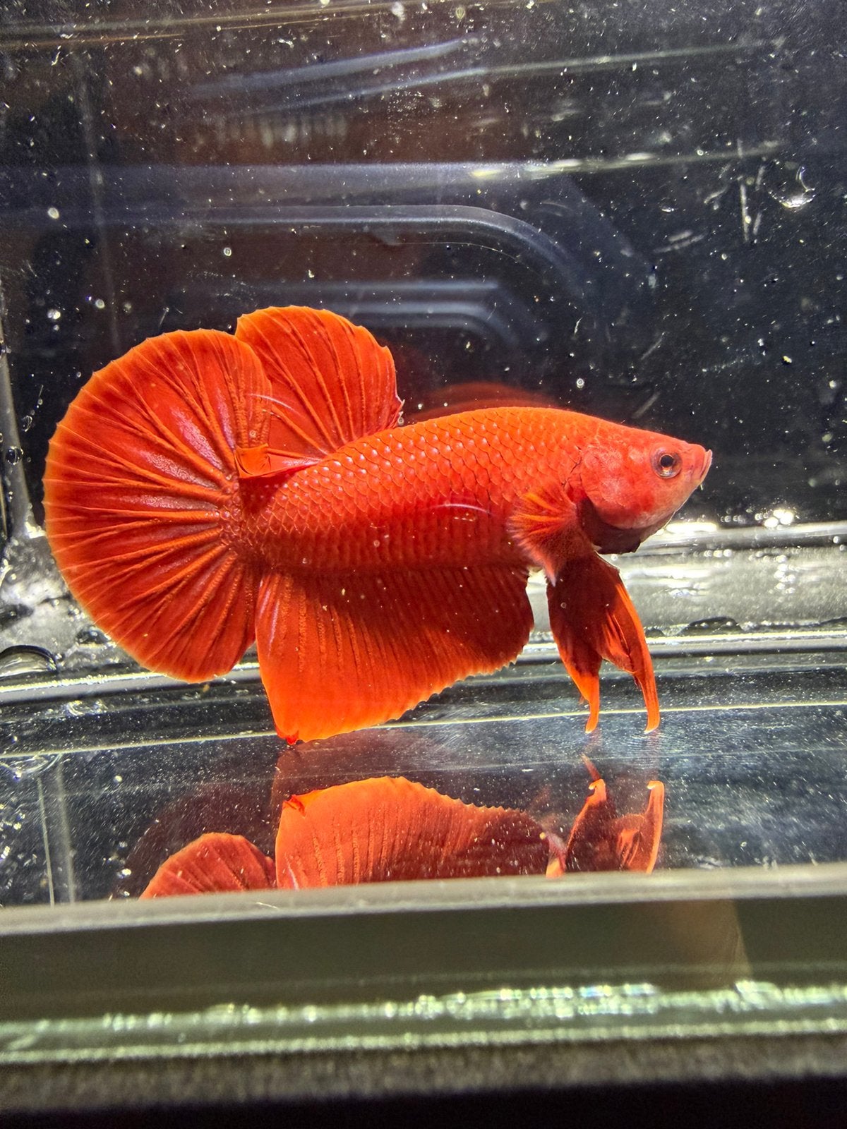 Betta Giant Super Red (man), Vis