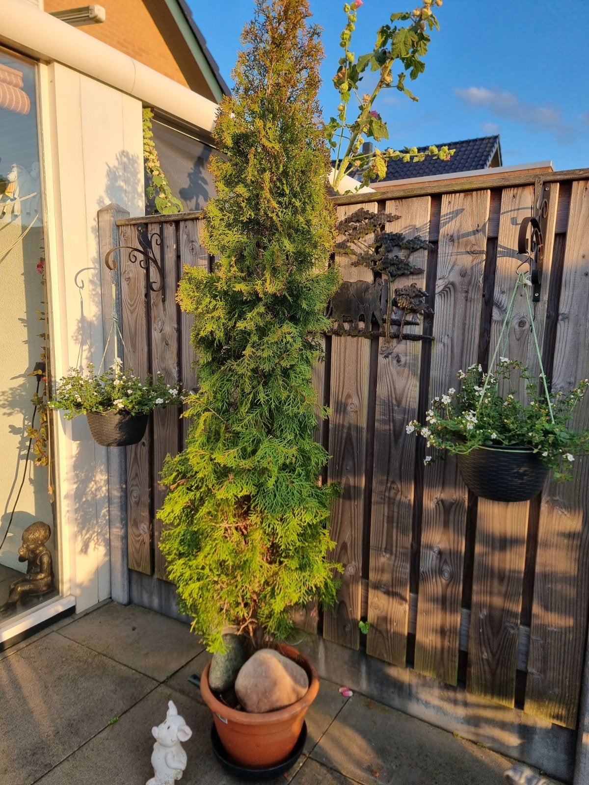 Levensboom (Thuja) in pot - Groenblijvende conifeer, Bloeit niet, Halfschaduw, Overige soorten, 100 tot 250 cm