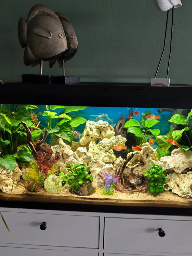 Jewel complete aquarium 120 l. Te koop, Ophalen, Inclusief vissen, Juwel, Gevuld zoetwateraquarium