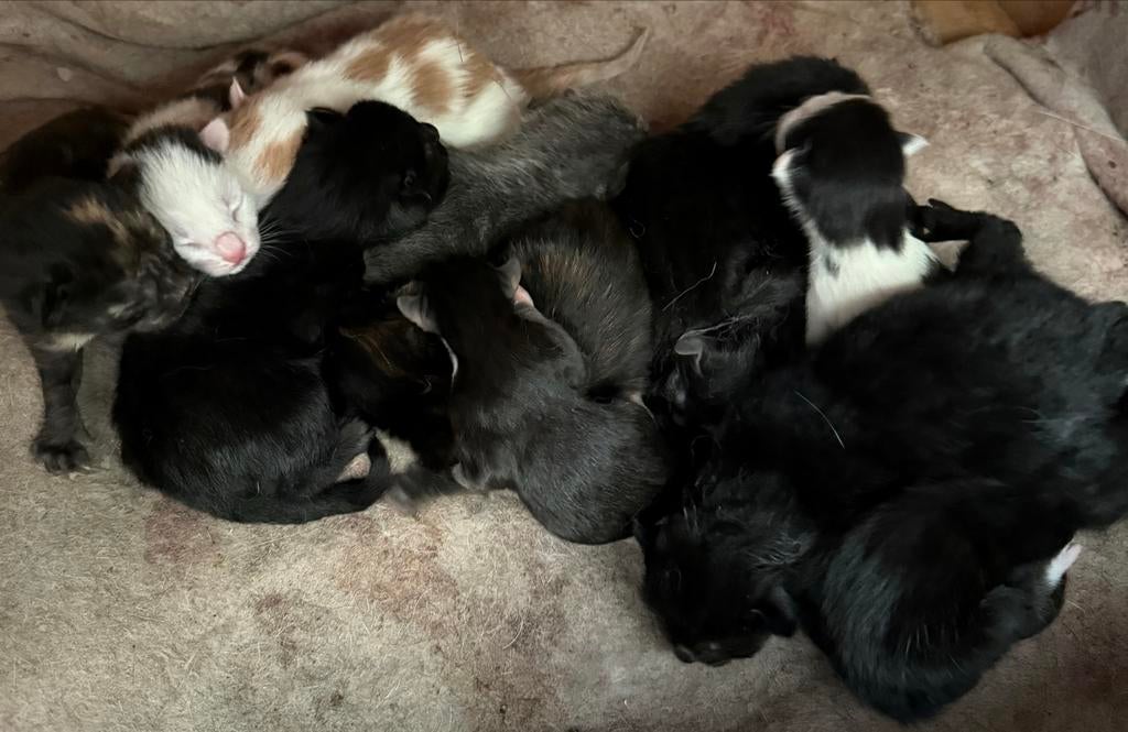 Gatis af te galen jonge kittens., Dieren en Toebehoren, Katten en Kittens | Overige Katten, Meerdere dieren