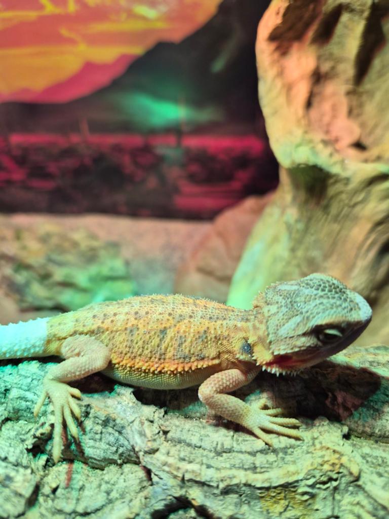 Jonge baardagaam met ingerichte terrarium Bearded Dragon - female for sale from debby