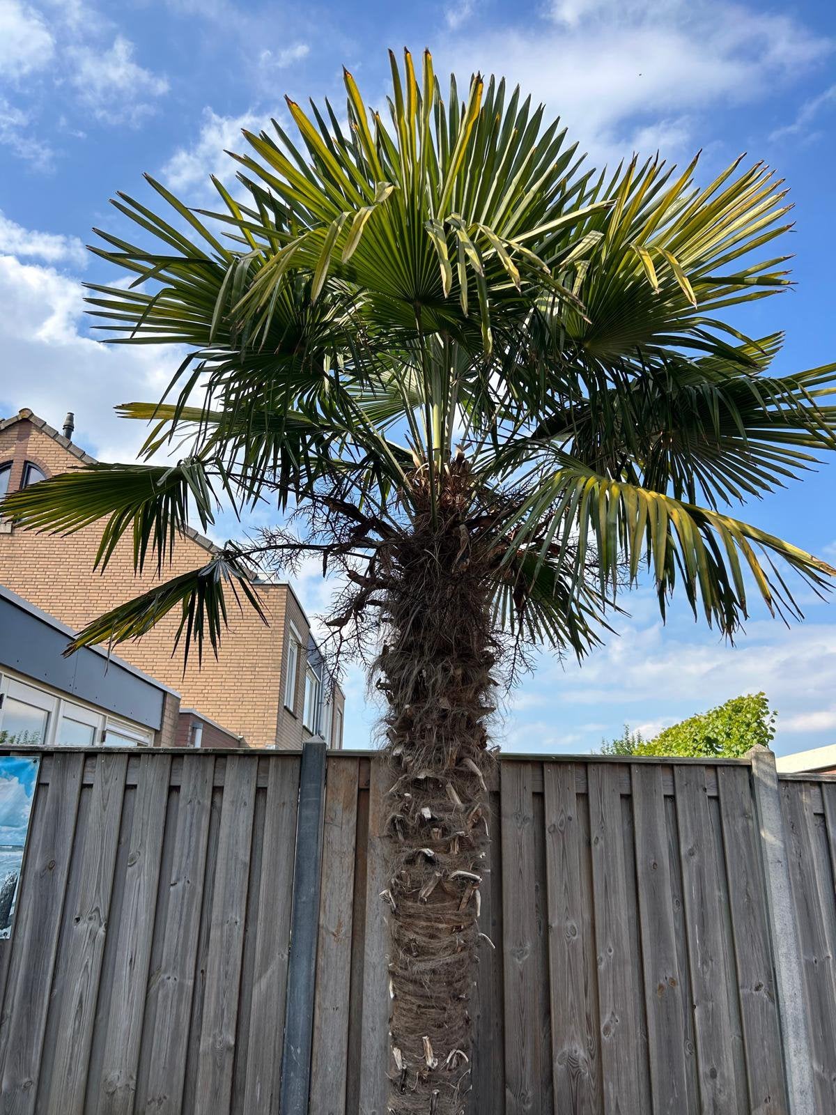Palmboom - bieden, Ophalen, Gehele jaar, Halfschaduw