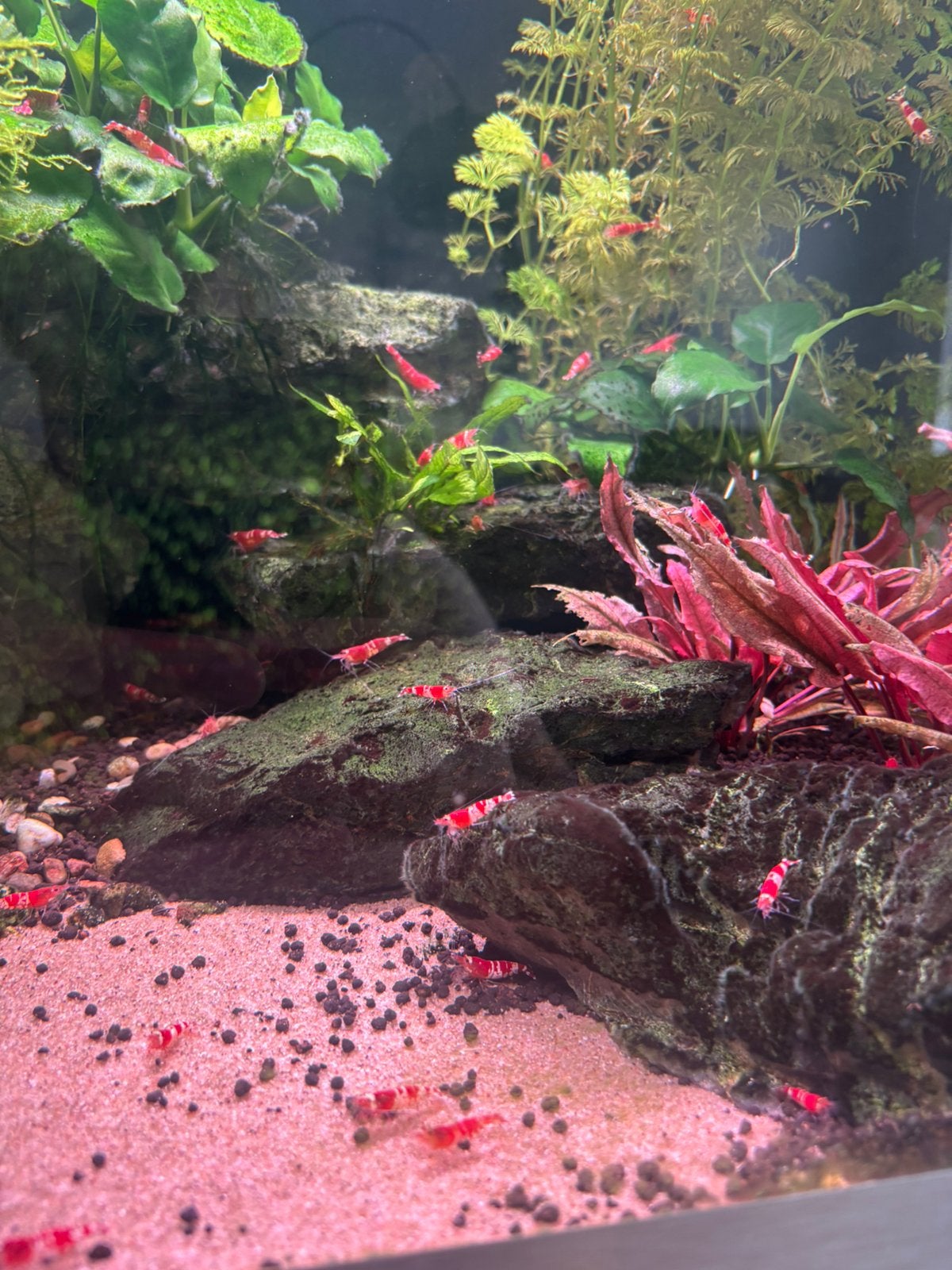 Crystal red garnalen, Kreeft, Krab of Garnaal