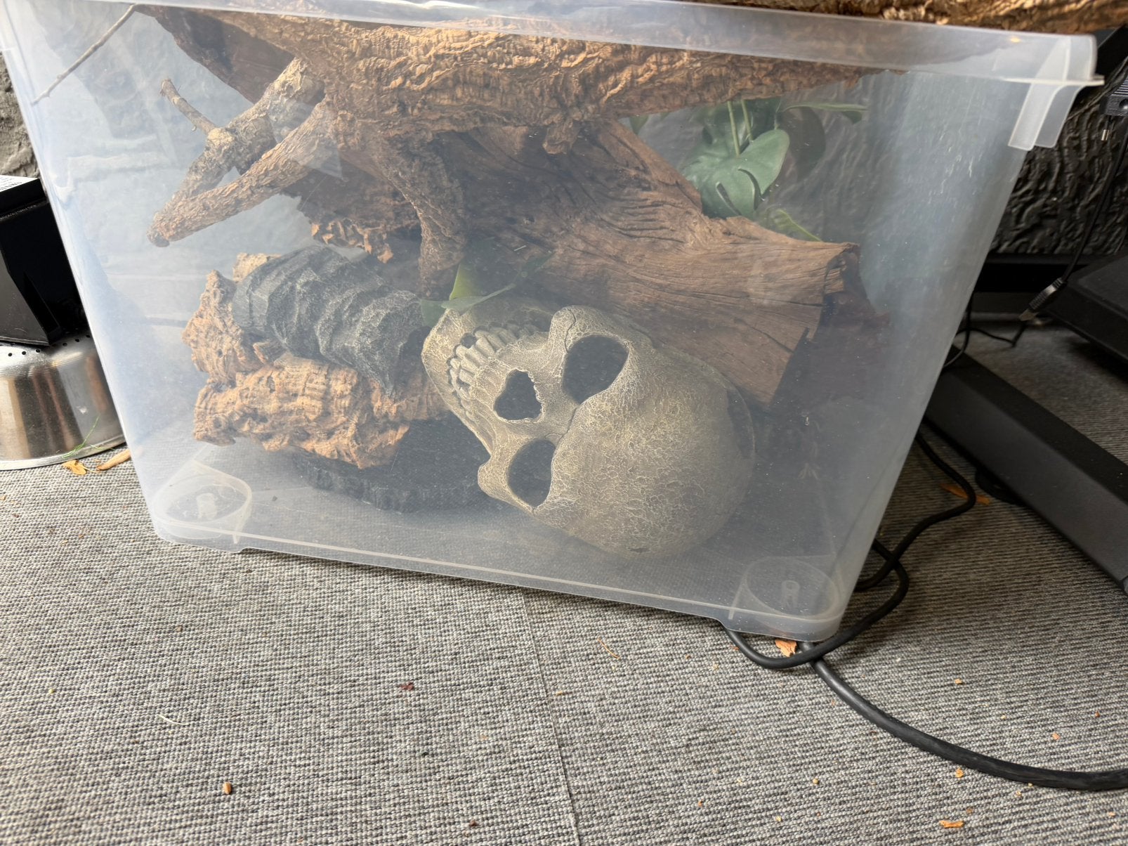 Terarium decoratie, Amfibie, 0 tot 2 jaar