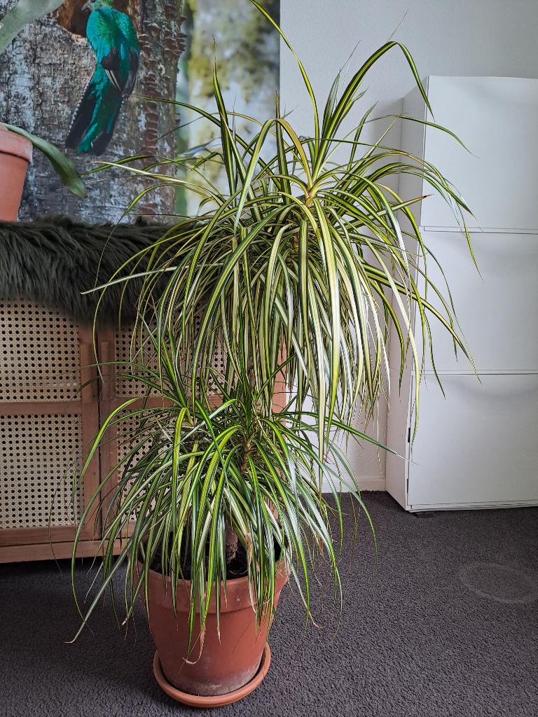 plant, Ophalen, Zo goed als nieuw