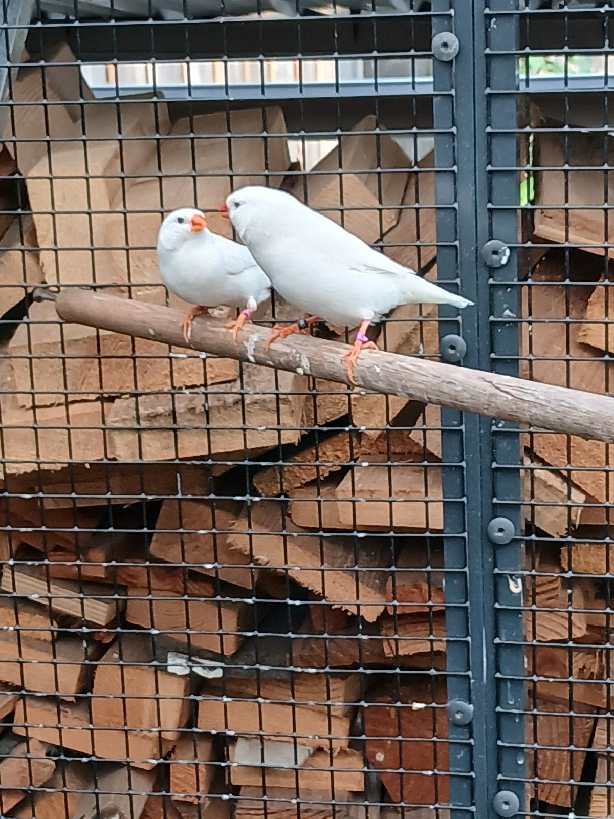 Te koop: Koppel witte zebravinken, Dieren en Toebehoren, Meerdere dieren, Kleurkanarie