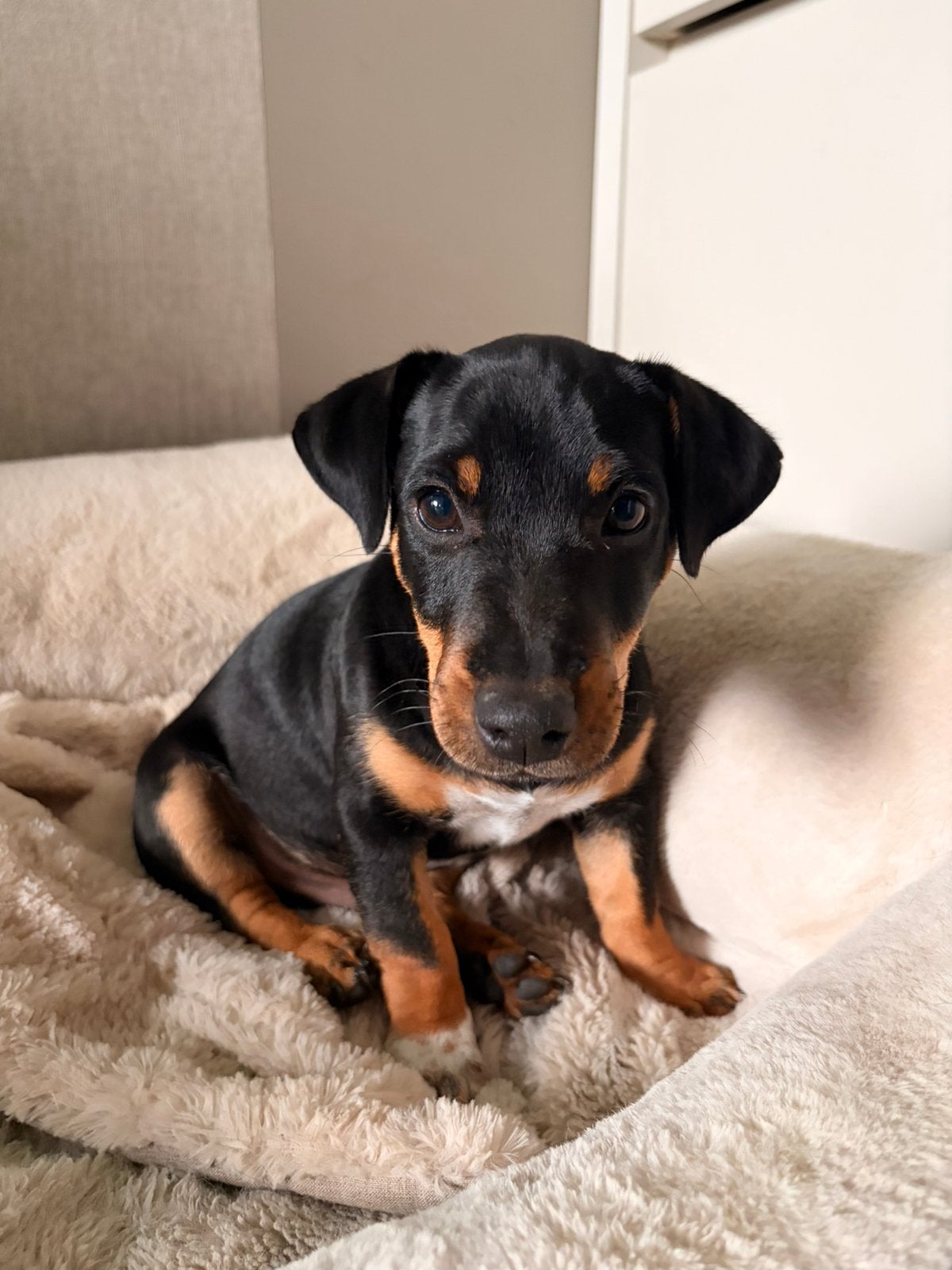 Jack Russel pup te koop, Jack Russell Terriër, Reu, 8 tot 15 weken, Parvo