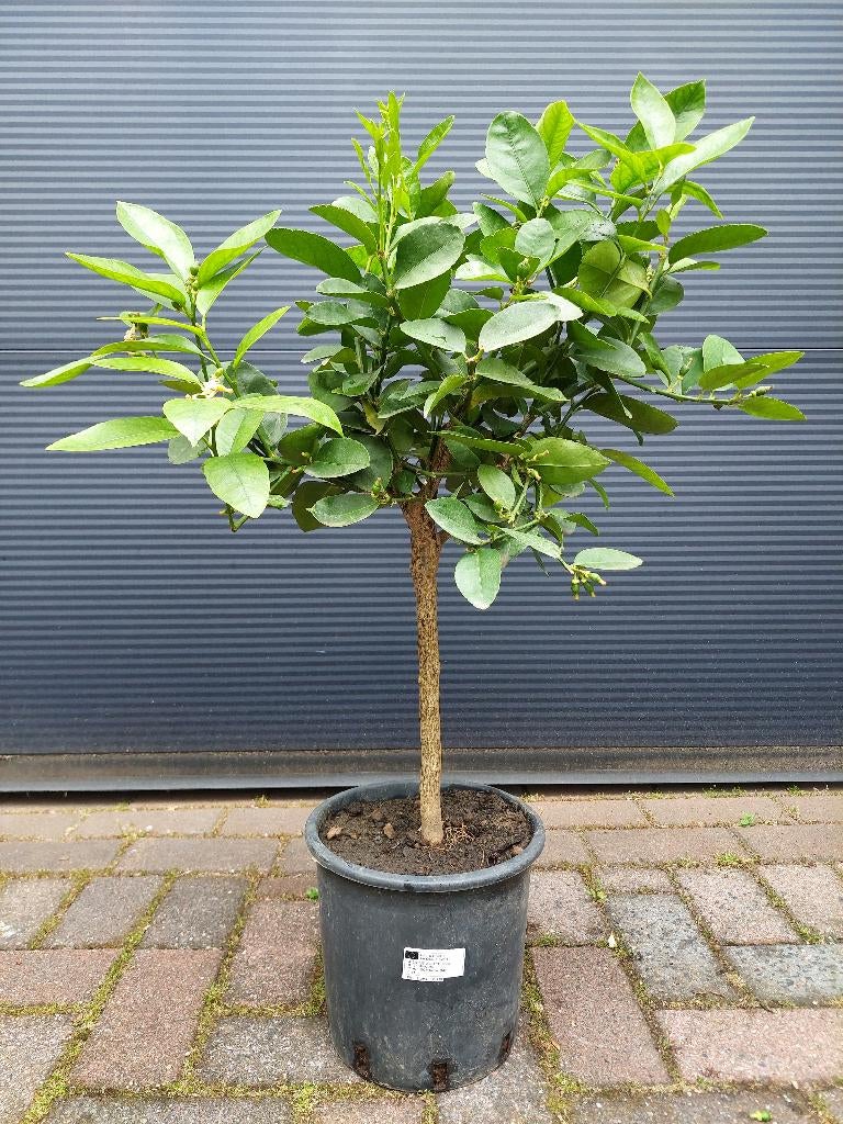 Citrus Aurantifolia 'Red Lime' - Rode Limoenboom H: 85 cm., Ophalen, Minder dan 100 cm, Volle zon, Citroenboom