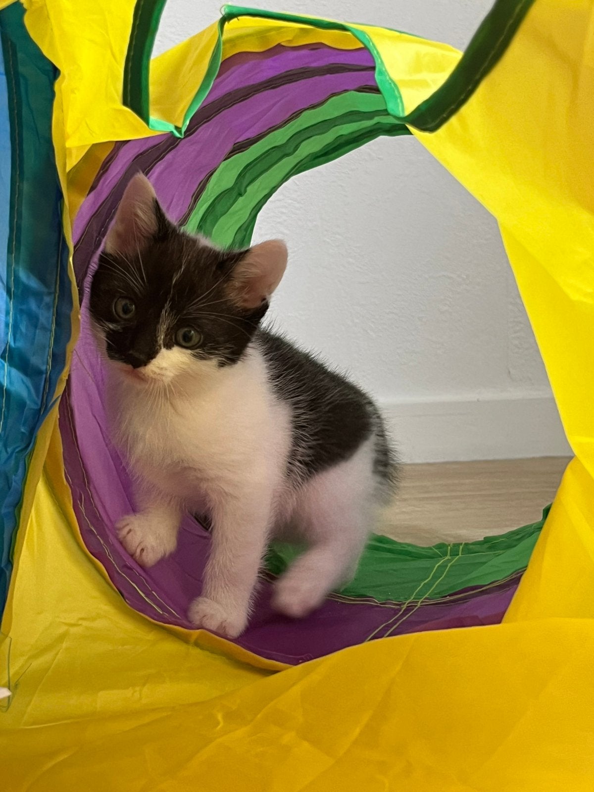 3 Boerderijkittens te koop, Dieren en Toebehoren, Meerdere dieren, Ontwormd, 0 tot 2 jaar