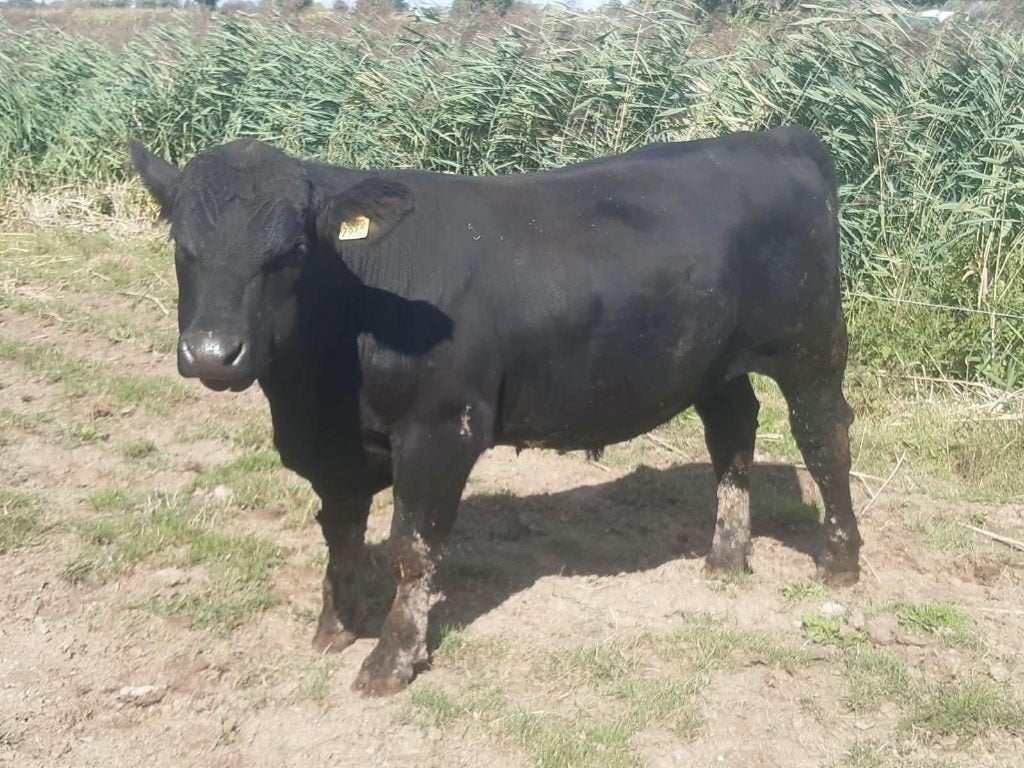 Black Angus dekstier te koop!, Dieren en Toebehoren, Runderen, Mannelijk, 0 tot 2 jaar