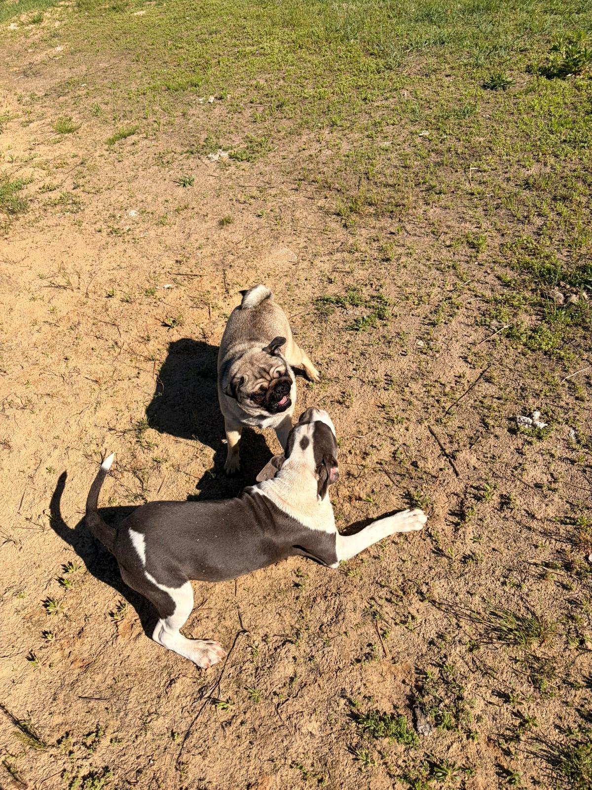 FANTASTIC AMERICAN BULLY  XL PUPPIES for sale !, Parvo, Overige rassen, 8 tot 15 weken, Meerdere