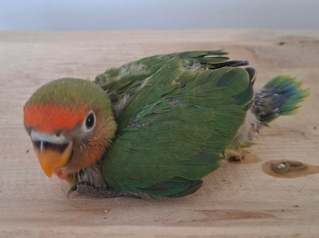 Agapornis baby's, Geslacht onbekend