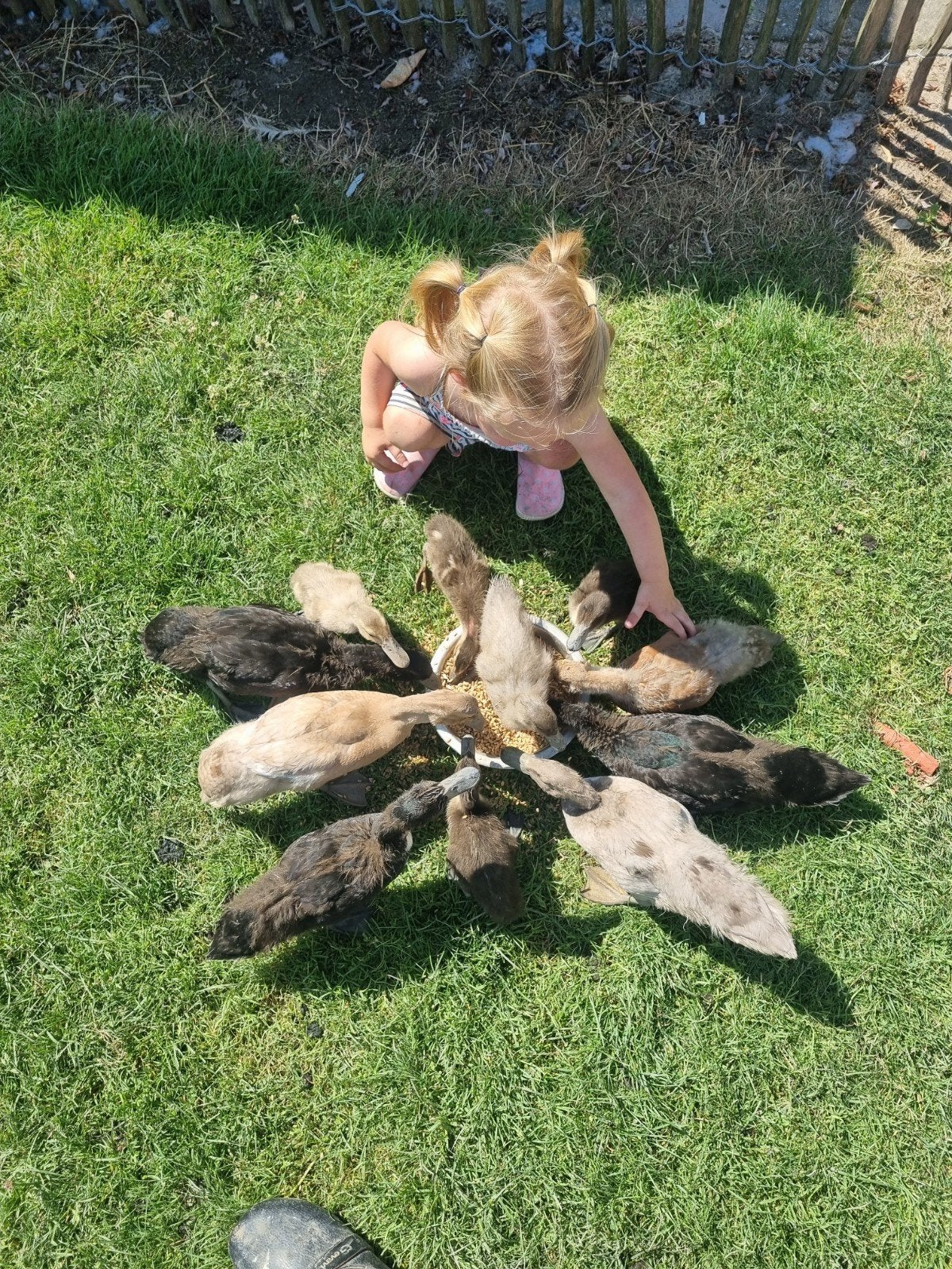 Diverse kleuren loopeendjes 0-1 jaar, Dieren en Toebehoren, Pluimvee, Meerdere dieren, Eend