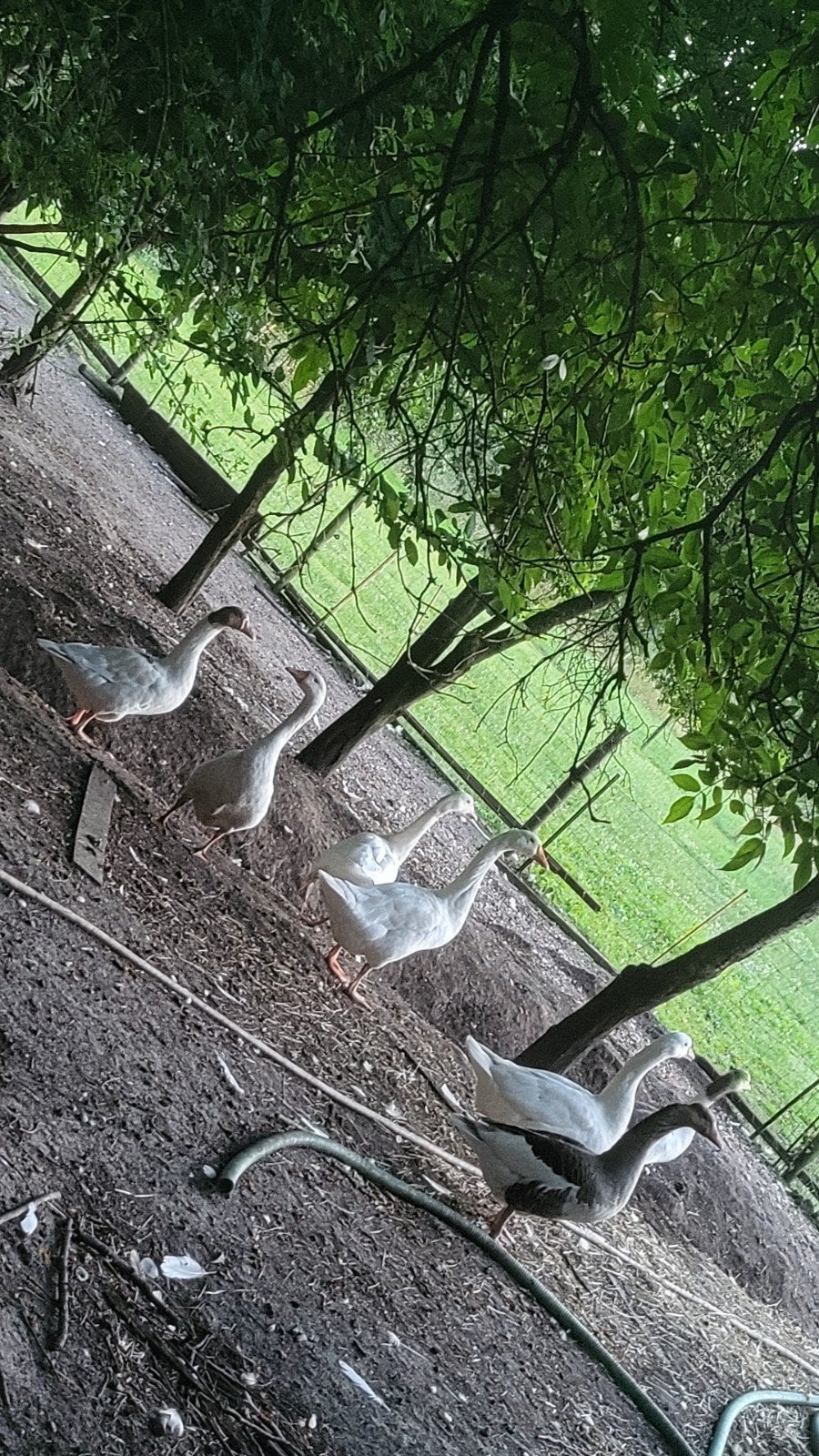 7 ganzen, Dieren en Toebehoren, Pluimvee, Meerdere dieren, Gans of Zwaan